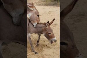 #animals #donkeys #youtubeshorts #shortsfeed #pets