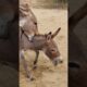 #animals #donkeys #youtubeshorts #shortsfeed #pets