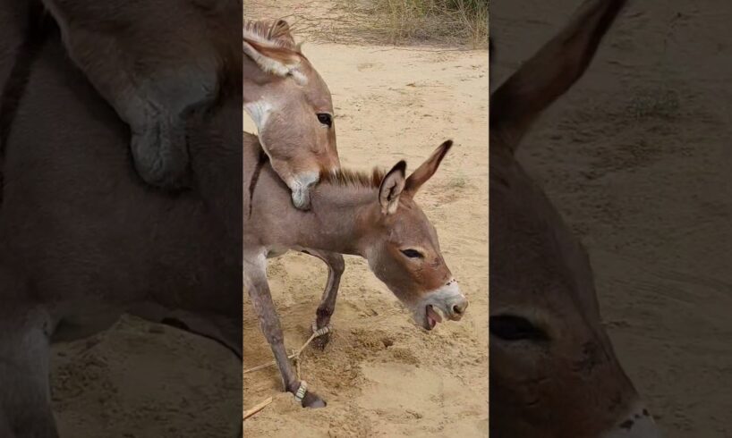 #animals #donkeys #youtubeshorts #shortsfeed #pets