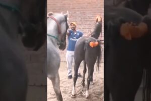 animals meeting horses#shorts