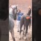 animals meeting horses#shorts