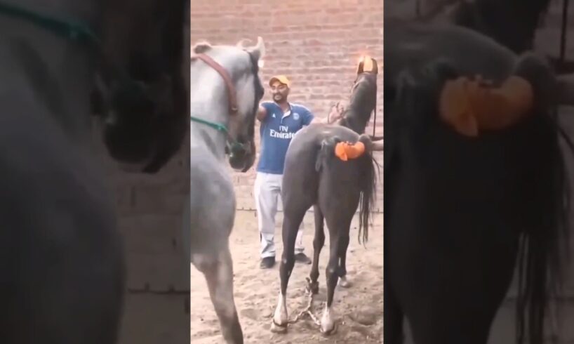 animals meeting horses#shorts