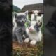 beautiful cute cats are playing with goat animals #cat #cute #kitten #funny #catlover #kitty #goat