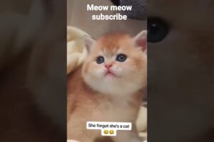 cats like dog❤️🐈🐱🐩🐾🐶#shorts #short #shortsviral #shortvideo