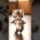 cute kitten dance 🤣🤣 #shortsfeed #trending #new #catdance