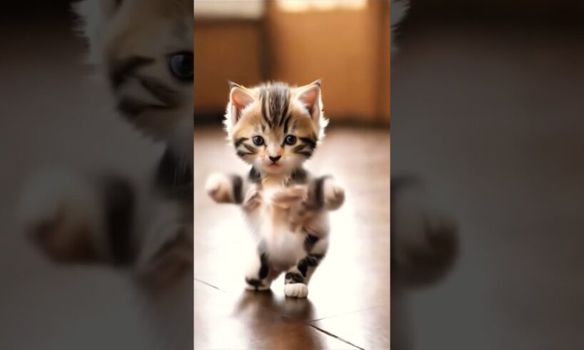 cute kitten dance 🤣🤣 #shortsfeed #trending #new #catdance