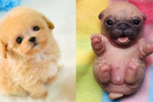 !!! cute puppies ever : cachorros lindos nunca