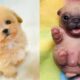 !!! cute puppies ever : cachorros lindos nunca