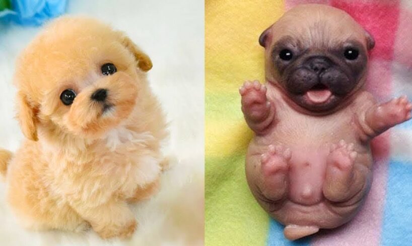 !!! cute puppies ever : cachorros lindos nunca