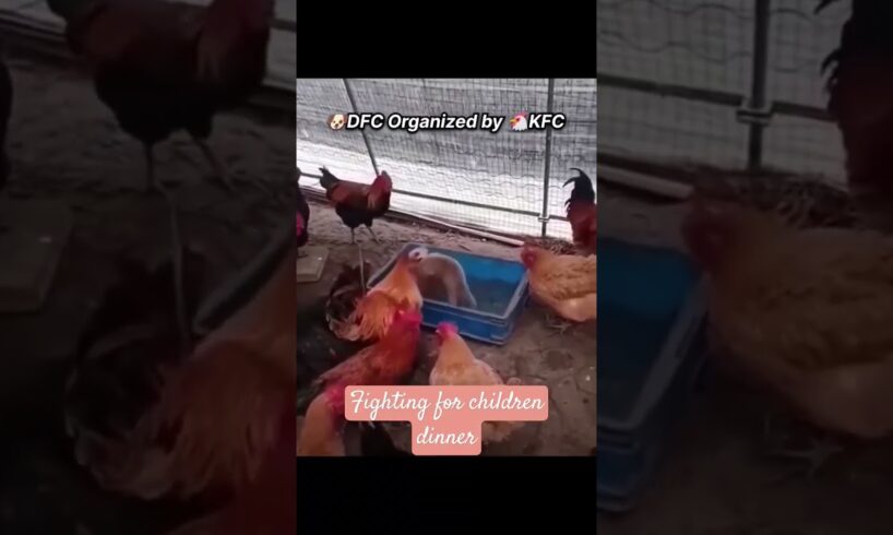 cute puppies fighting for chicken #crazypuppies #ytshorts