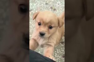 cute puppies || puppy barking #shorts #short #dog #dogs #puppy #pets #puppies #cute  #dogshorts