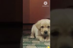 cute puppies || puppy barking  #shorts #short #trending #dog #dogs #puppy #pet #pets #cute #barking