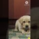 cute puppies || puppy barking  #shorts #short #trending #dog #dogs #puppy #pet #pets #cute #barking