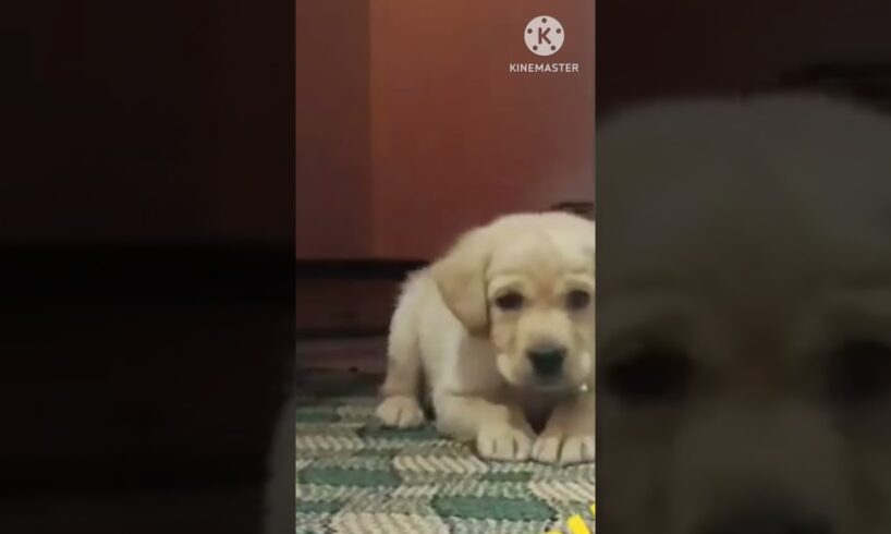 cute puppies || puppy barking  #shorts #short #trending #dog #dogs #puppy #pet #pets #cute #barking