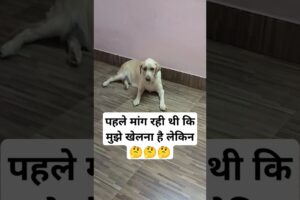 #doglover #viralvideo #shortvideo#streetdog #cutedog #cute #labrodor #puppies #whitelabrodor #funny