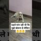 #doglover #viralvideo #shortvideo#streetdog #cutedog #cute #labrodor #puppies #whitelabrodor #funny