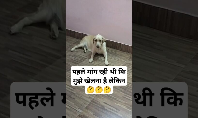 #doglover #viralvideo #shortvideo#streetdog #cutedog #cute #labrodor #puppies #whitelabrodor #funny