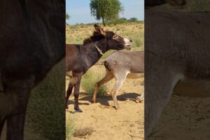 #donkey #animals #villagelife #youtubeshort