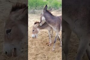 #donkeys check #animals #trending #youtube #pets #reels