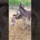 #donkeys check #animals #trending #youtube #pets #reels