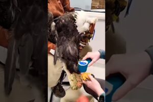 #eagles Girl rescues injured eagle on the road #respect #funny #shortsviral #parati #animals #birds