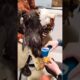 #eagles Girl rescues injured eagle on the road #respect #funny #shortsviral #parati #animals #birds