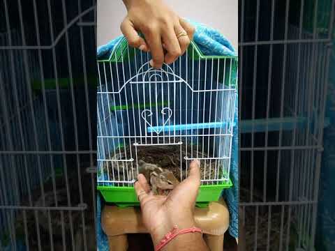 indian squirrels || indian palm squirrels pampering || exotic pets || rescued squirrels