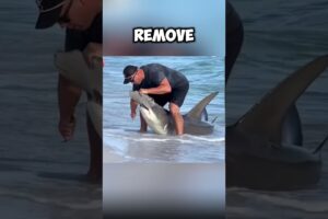 kind man rescued a shark😲 #shorts #rescue #shark