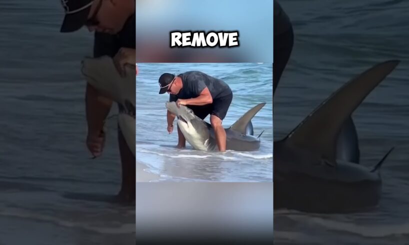 kind man rescued a shark😲 #shorts #rescue #shark