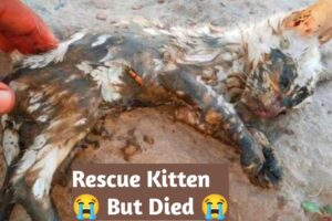 kitten pulled out of the sewer but died | Cat Rescue | Rescue kitten #viralvideo