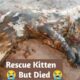 kitten pulled out of the sewer but died | Cat Rescue | Rescue kitten #viralvideo