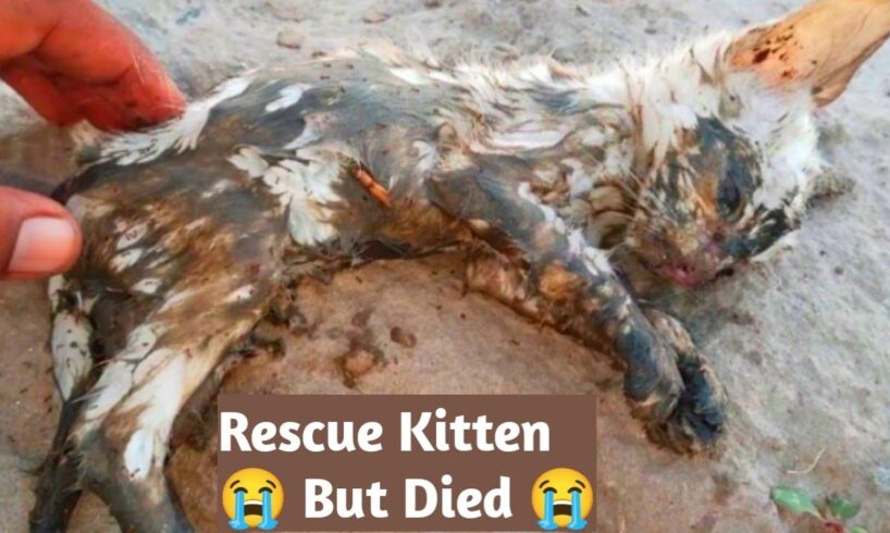 kitten pulled out of the sewer but died | Cat Rescue | Rescue kitten #viralvideo