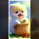 morning wish 🤩🥰🤩#viral video #trending video         #cute puppies #youtubeshorts