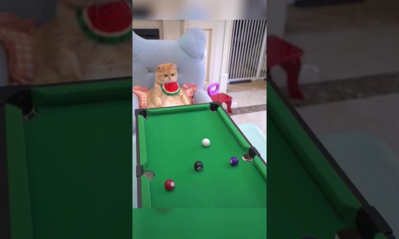 orange cat playing pool #cat #funny #animals #pets #shorts