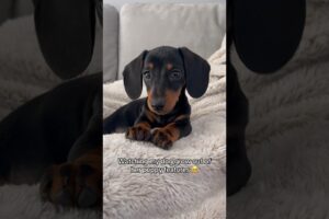 🥹❤️ #puppy #dog #dachshund #fy #fyp #puppies #dogs #sausagedog #cutedog #cute #dogshorts #pets