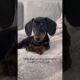 🥹❤️ #puppy #dog #dachshund #fy #fyp #puppies #dogs #sausagedog #cutedog #cute #dogshorts #pets