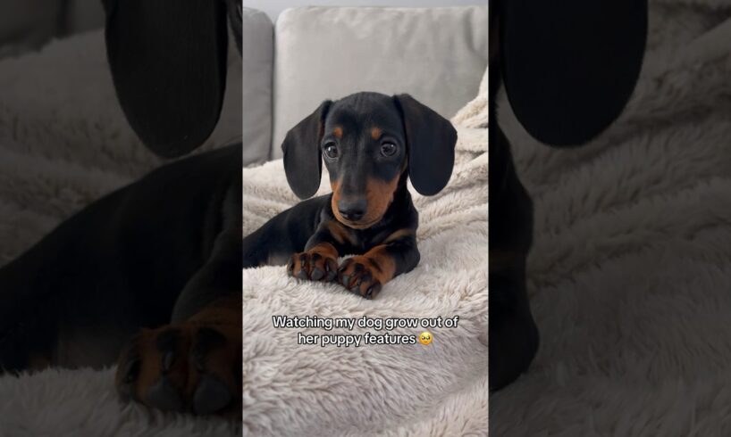 🥹❤️ #puppy #dog #dachshund #fy #fyp #puppies #dogs #sausagedog #cutedog #cute #dogshorts #pets