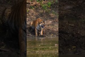 tiger Attack on crocodile at Ranthambhore #attack #ranthambhore #tiger #ranthamborenationalpark