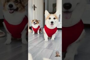 two cute puppies #corgi #dog #8bit #8bit #pets #funny #nature_beautiful88