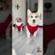 two cute puppies #corgi #dog #8bit #8bit #pets #funny #nature_beautiful88