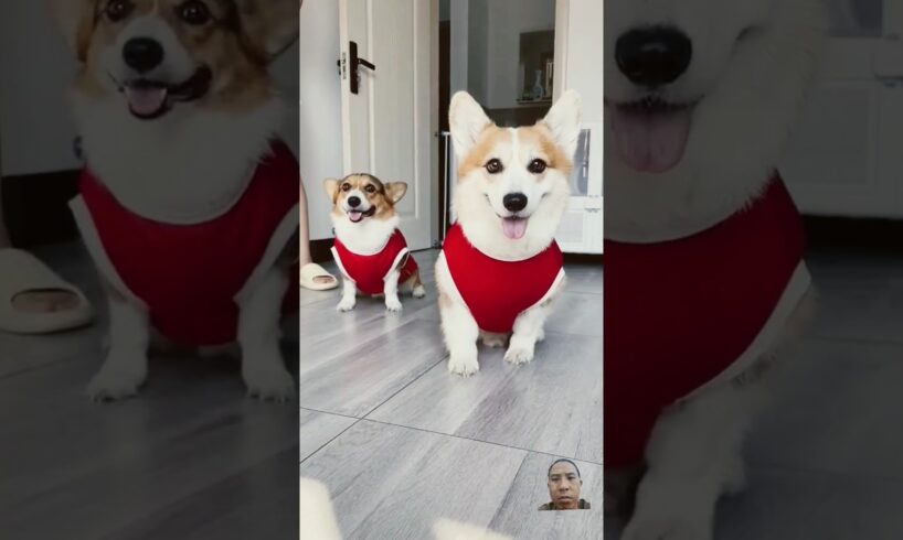 two cute puppies #corgi #dog #8bit #8bit #pets #funny #nature_beautiful88