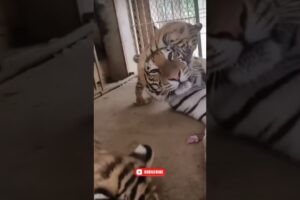 unstoppable tiger cub playing with mother #sia #cats #zoo #nature #wildlife #animals #ytshorts