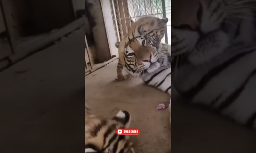 unstoppable tiger cub playing with mother #sia #cats #zoo #nature #wildlife #animals #ytshorts