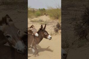 #youtubeshorts #animals #donkey #nature #pets #shortsfeed