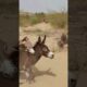 #youtubeshorts #animals #donkey #nature #pets #shortsfeed