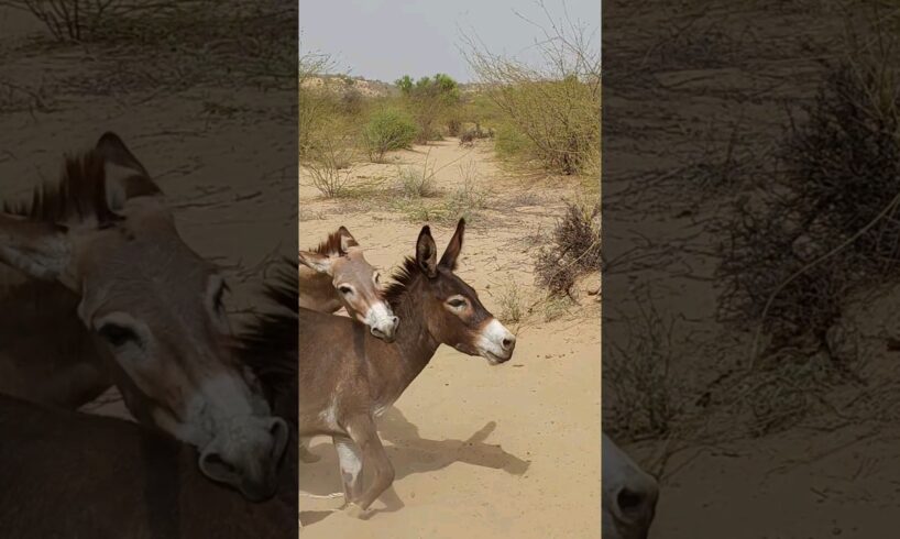 #youtubeshorts #animals #donkey #nature #pets #shortsfeed