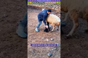 आदमी के तरकीब से बच्चे को माँ मिली 🙏 #animal #animals #animallover #animalrescue #sheep