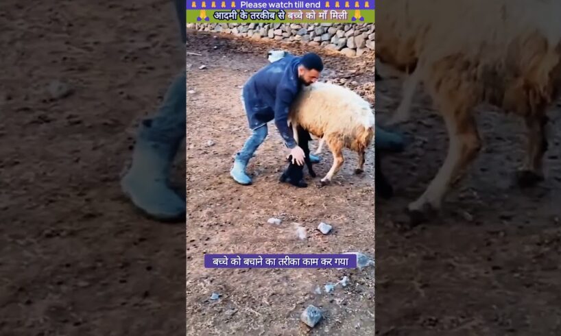 आदमी के तरकीब से बच्चे को माँ मिली 🙏 #animal #animals #animallover #animalrescue #sheep