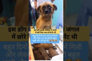 इस डॉग इसके मालिक ने जंगल में छोरे दिया जब वो प्रेग्नेंट थी😭🙏#shortvideos #dogrescue #shots #puppies