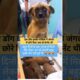 इस डॉग इसके मालिक ने जंगल में छोरे दिया जब वो प्रेग्नेंट थी😭🙏#shortvideos #dogrescue #shots #puppies